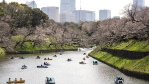 Πλήθος κόσμου απολαμβάνει στο Τόκιο τις κερασιές σε πλήρη ανθοφορία