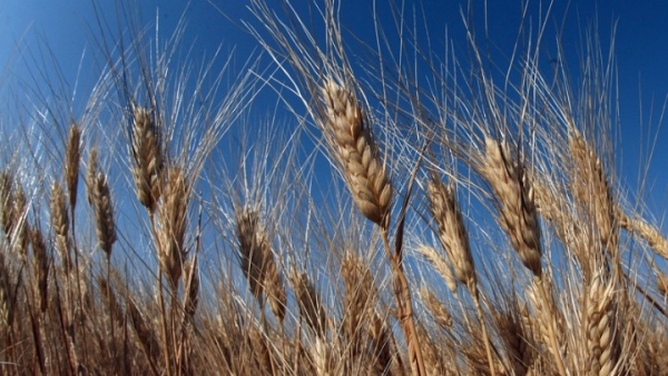 Πληρωμή έως 260 εκατ. ευρώ μέχρι τέλος Μαΐου ετοιμάζει ο ΟΠΕΚΕΠΕ