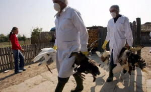 Βουλγαρία: Επιθετική εξάπλωση της γρίπης των πτηνών σε 55 μονάδες παραγωγής, ενώ έχουν  σφαγιαστεί 430.000 πουλερικά, από τα μέσα Δεκεμβρίου