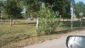 Δ. Ν. Προποντίδας: Η Υπηρεσία Πρασίνου συνεχίζει τις εργασίες κοπής χόρτων