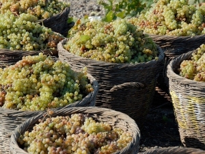 Στην Ευρώπη σχεδόν οι μισοί αμπελώνες που υπάρχουν παγκοσμίως- Στην Πελοπόννησο οι μεγαλύτερες εκτάσεις με αμπελώνες της Ελλάδας