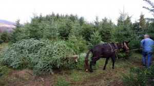 Τα έλατα του Ταξιάρχη θα "σκορπίσουν" άρωμα Χριστουγέννων σε Αθήνα και Θεσσαλονίκη