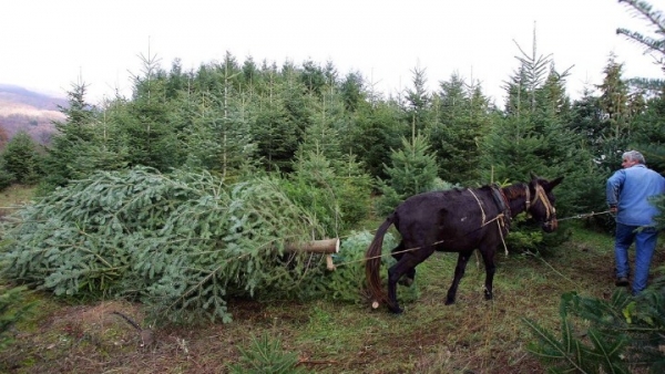 Τα έλατα του Ταξιάρχη θα "σκορπίσουν" άρωμα Χριστουγέννων σε Αθήνα και Θεσσαλονίκη