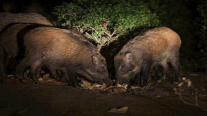 Συσκέψεις υπό τον αν. υπ. Περιβάλλοντος για την αντιμετώπιση των αγριόχοιρων και για μυδοκαλλιέργειες