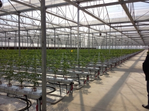 Η πρόκληση αξιοποίησης του συγκριτικού πλεονεκτήματος της γεωθερμίας σε σύγχρονες υδροπονικές, θερμοκηπιακές μονάδες.