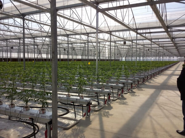 Η πρόκληση αξιοποίησης του συγκριτικού πλεονεκτήματος της γεωθερμίας σε σύγχρονες υδροπονικές, θερμοκηπιακές μονάδες.