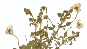 Το "Περιβόλι της Παναγιάς" παρουσιάζει τους φυσικούς θησαυρούς του