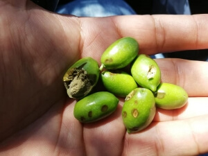 Άμεση στήριξη των πληγέντων αγροτών ζήτησε ο δήμαρχος κ. Μ.Καρράς από την κυβέρνηση