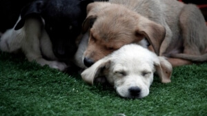 Οι δήμοι μπαίνουν σε πρόγραμμα  για μια Ελλάδα χωρίς αδέσποτα