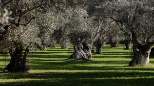 Εγκρίθηκαν 23,4 εκ. ευρώ για εγκατάσταση νέων αγροτών στην Αν. Μακεδονία-Θράκη