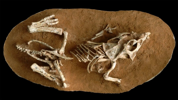 Τα μωρά των δεινοσαύρων χρειάζονταν τρεις έως έξι μήνες για να βγουν από το αυγό τους