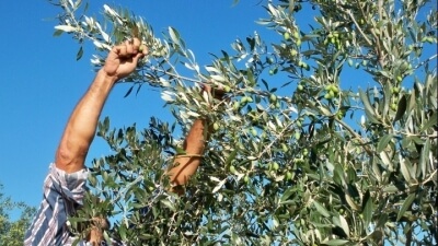 Δεν αποκλείουν κινητοποιήσεις με τρακτέρ στους δρόμους οι ελαιοπαραγωγοί του νομού Χαλκιδικής