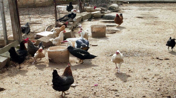 Συμβουλές σε ιδιοκτήτες μικρών οικόσιτων για τον ιό της γρίπης Η5Ν8