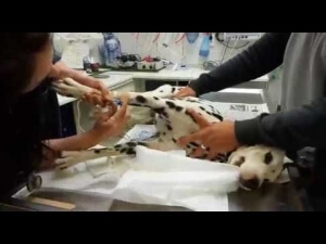 Δήμος Πολυγύρου: Εκστρατεία κατά της κακοποίησης ζώων (video)