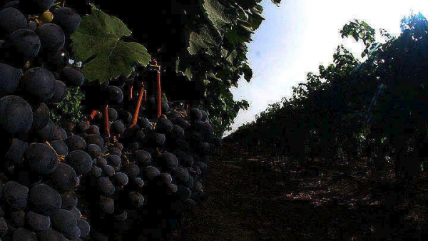 Χαλκιδική:Έκλεψε 44 κιλά σταφύλια