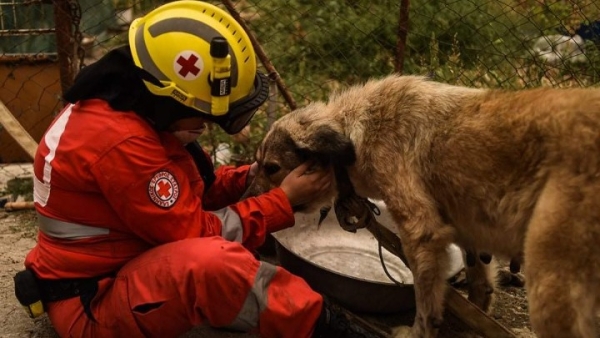 Ελληνικός Ερυθρός Σταυρός: Επιδείξεις Πρώτων Βοηθειών για Σκύλους στη Θεσσαλονίκη