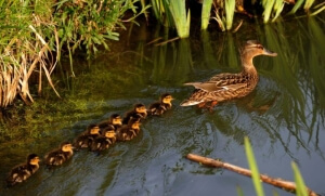Απονεμήθηκαν τα φετινά «Νόμπελ» Ig του «τρελού» επιστήμονα
