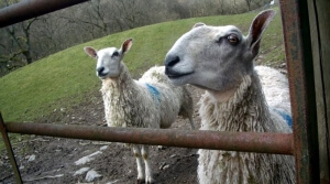 “Καλέ, αυτός δεν είναι ο Ομπάμα;” Τα πρόβατα είναι ικανά να αναγνωρίσουν ανθρώπινα πρόσωπα από φωτογραφίες!