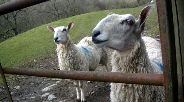 “Καλέ, αυτός δεν είναι ο Ομπάμα;” Τα πρόβατα είναι ικανά να αναγνωρίσουν ανθρώπινα πρόσωπα από φωτογραφίες!