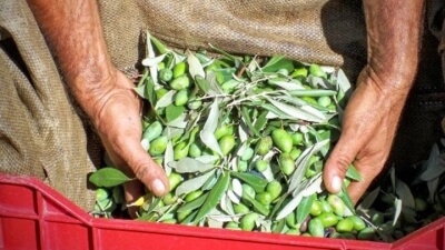 Μετ’ εμποδίων η συγκομιδή επιτραπέζιας ελιάς