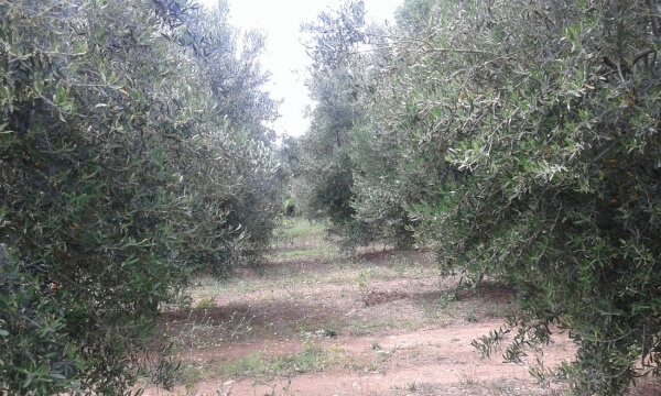 Σχετικά με υψηλό δακοπληθυσμό