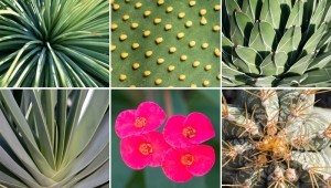 Ο παγκόσμιος «Άτλαντας» των φυτών εμπλουτίσθηκε με 1.730 νέα είδη το 2016, ενώ 28.187 είναι τα είδη με ιατρική χρησιμότητα