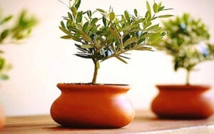 Φυτά ελιάς ταξιδεύουν σε όλο τον κόσμο σαν «ζωντανά σουβενίρ» από την Ελλάδα