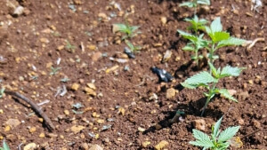 Σε κέντρο παραγωγής και μεταποίησης κλωστικής και φαρμακευτικής κάνναβης μετατρέπεται η Β. Ελλάδα