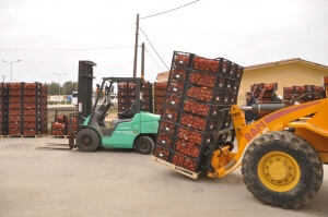 Ολοκληρώθηκε η διανομή Φρούτων και Λαχανικών στους ωφελούμενους του ΤΕΒΑ στο Δήμο Ν. Προποντίδας