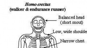 Ο «όρθιος άνθρωπος» Homo erectus ήταν ναυτικός γι’ αυτό έφθασε και στην Κρήτη