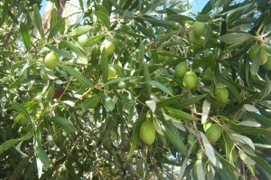 Πρόσκληση στους ελαιοπαραγωγούς Δήμου Νέας Προποντίδας για συμμετοχή σε Ευρωπαϊκό πρόγραμμα