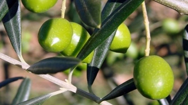 Σε θετικό κλίμα η συνάντηση ελαιοπαραγωγών νομού Χαλκιδικής με εμπόρους