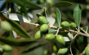 Χαλκιδική: Αποφεύχθηκε ο κίνδυνος να μείνουν οι ελιές στα δέντρα