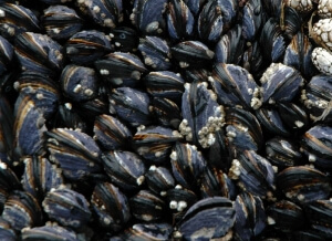 Ένα μόνο μηχάνημα πανελλαδικά για τους ελέγχους στα μύδια.