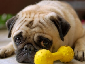 Νέο σχέδιο νόμου για τα ζώα συντροφιάς