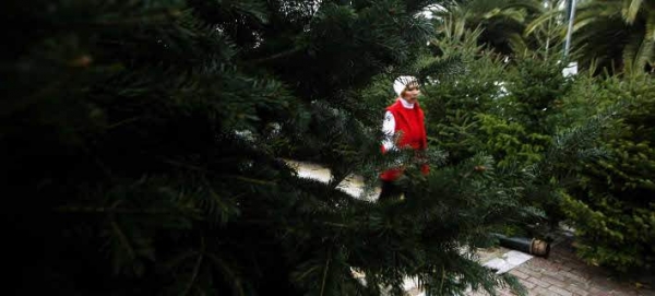 Ξεκίνησε το κόψιμο των δέντρων για τα Χριστούγεννα στον Ταξιάρχη Χαλκιδικής, όπου το 95% των κατοίκων ασχολείται με την καλλιέργεια ελάτου