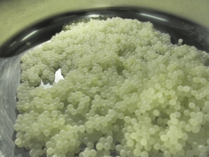 Λευκό χαβιάρι από...σαλιγκάρια, που πωλείται 3.200 ευρώ/κιλό, παρήγαγαν για πρώτη φορά στην Ελλάδα μαθητές στην Αμερικανική Γεωργική Σχολή