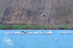 Και πάλι φέτος τα φλαμίγκο στον Άγιο Μάμα (εικόνες & slideshow)