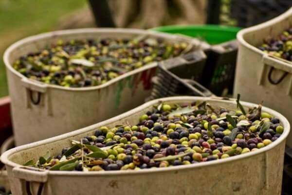 Ειδική επιχείρηση στοχευμένων ελέγχων σε ιδιωτικά ελαιοτριβεία ξεκινά η ΑΑΔΕ