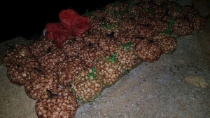 Περισσότερα από 780 κιλά οστράκων κατασχέθηκαν στα Ν. Μουδανιά