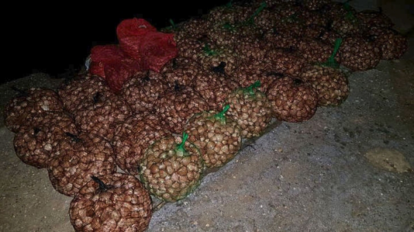 Περισσότερα από 780 κιλά οστράκων κατασχέθηκαν στα Ν. Μουδανιά