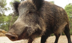 Στις Σέρρες το πρώτο κρούσμα αφρικανικής πανώλης των χοίρων