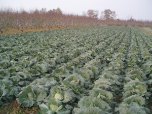 ΕΛΓΑ: Άμεσα να δηλώσουν οι αγρότες τις ζημιές από την κακοκαιρία