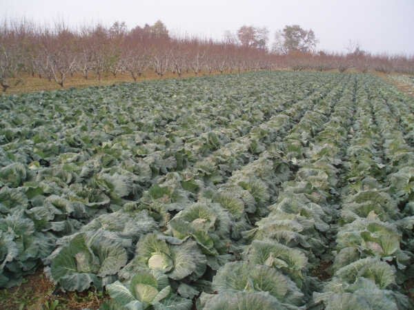 ΕΛΓΑ: Άμεσα να δηλώσουν οι αγρότες τις ζημιές από την κακοκαιρία