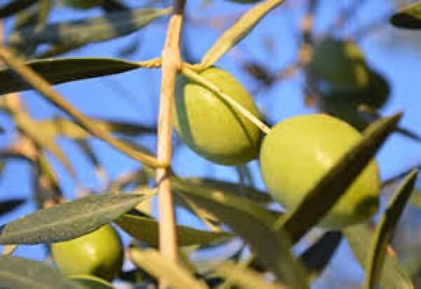 Tο αγουρέλαιο Χαλκιδικής εξαγώγιμος θησαυρός με «όχημα» το έργο ΕλαιΌΡΑΜΑ