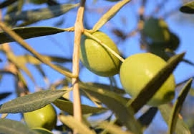 Tο αγουρέλαιο Χαλκιδικής εξαγώγιμος θησαυρός με «όχημα» το έργο ΕλαιΌΡΑΜΑ