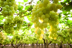 Την προστασία των ποικιλιών αμπελιού που υπάρχουν στην Ελλάδα ζητάει η Περιφέρεια Κεντρικής Μακεδονίας