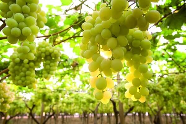 Την προστασία των ποικιλιών αμπελιού που υπάρχουν στην Ελλάδα ζητάει η Περιφέρεια Κεντρικής Μακεδονίας