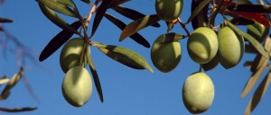 Αύξηση στις εξαγωγές επώνυμου τυποποιημένου ελαιολάδου το 2016