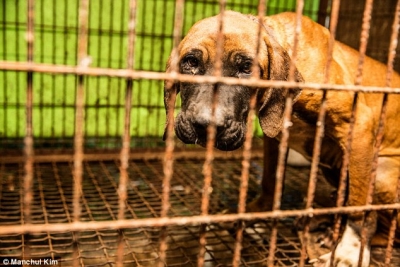 Διεθνής εκστρατεία για την απαγόρευση εμπορίας κρέατος σκύλου
